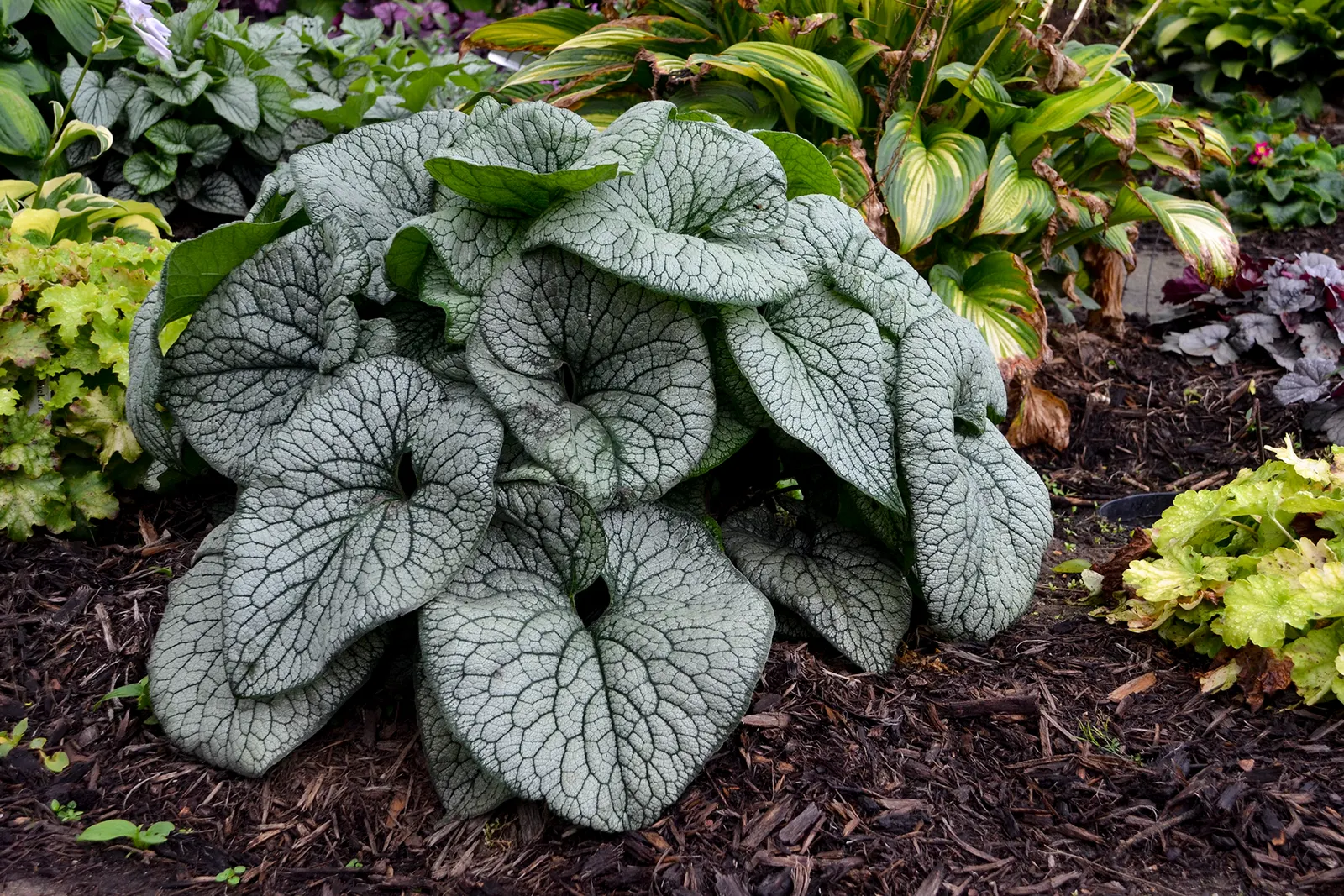 'Queen of Hearts' Heartleaf Brunnera (Brunnera macrophylla) — blue flowers in the garden