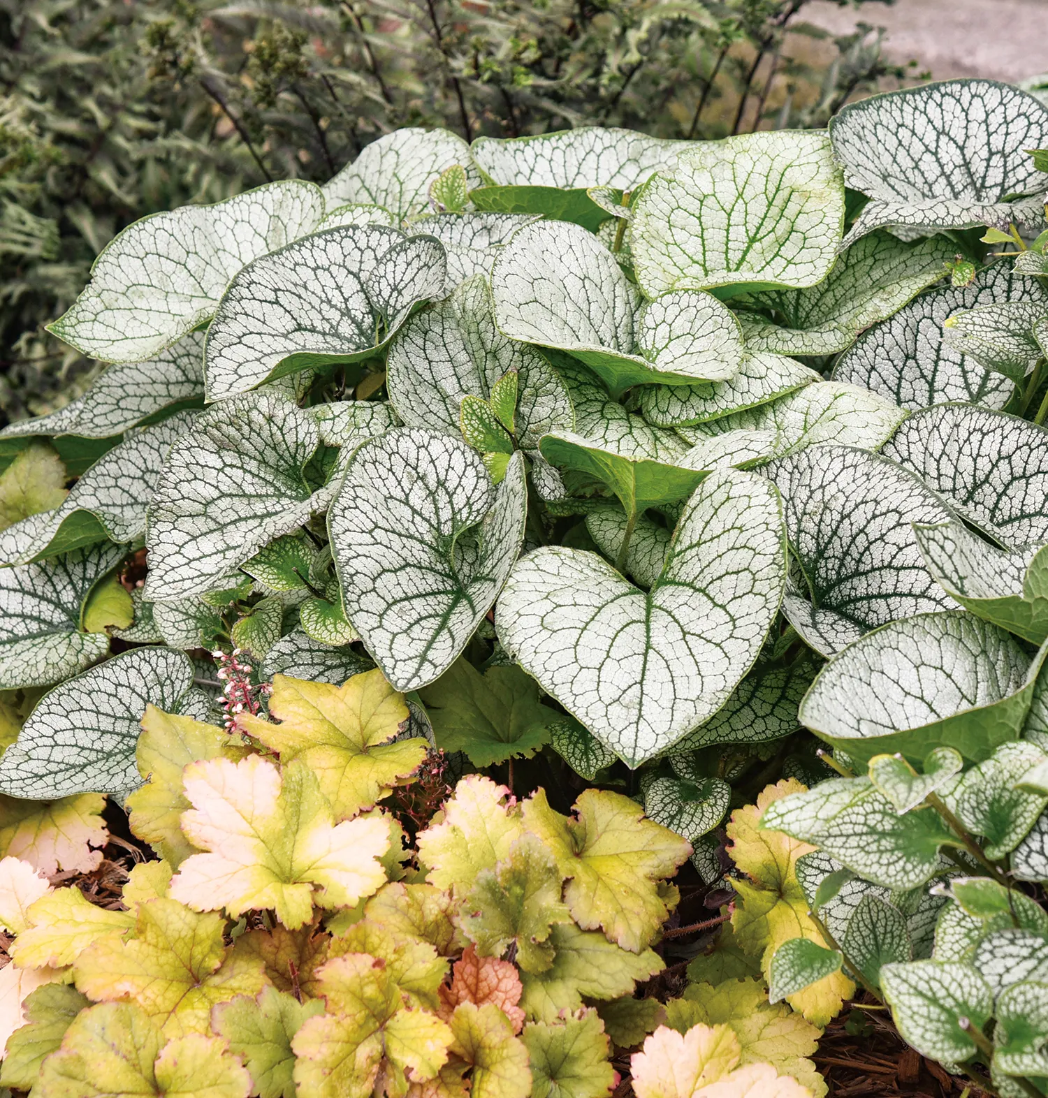 'Queen of Hearts' Heartleaf Brunnera (Brunnera macrophylla) — creating contrast without relying solely on flowers