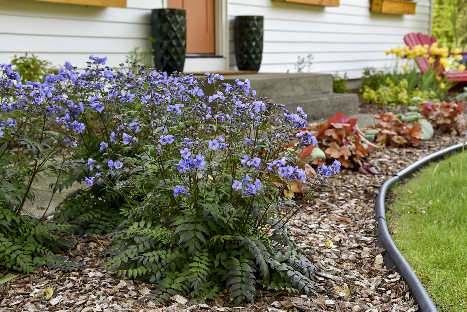 'Heaven Scent' Jacob's Ladder (Polemonium hybrid) — or massed along a path where the fragrant blue flowers can be appreciated up close