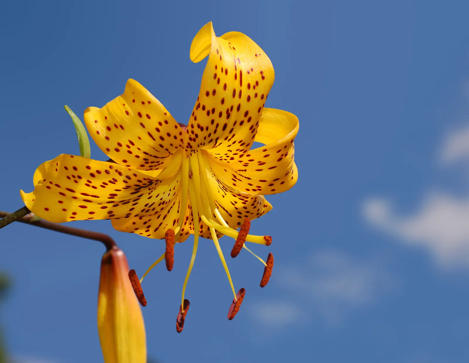 Spear Lily (Doryanthes Palmeri) — fiery spectacle that attracts various pollinators; shoots up from the center of the foliage