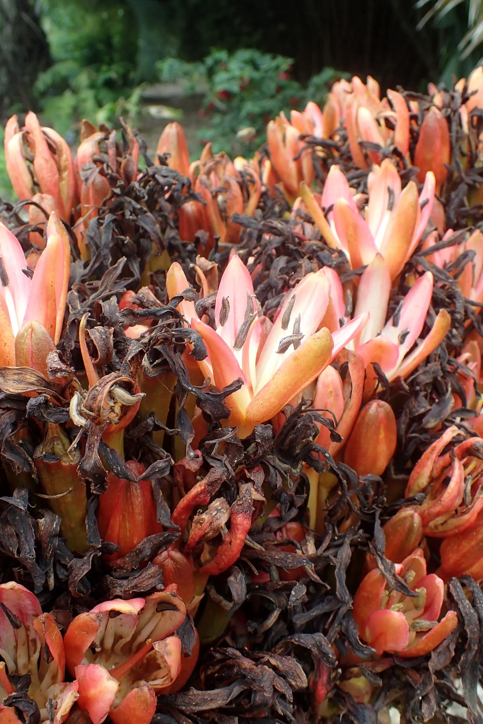 Spear Lily (Doryanthes Palmeri) — topped with vibrant red blossoms; the Spear Lily, or Doryanthes palmeri, is an imposing perennial adding dramatic flair to