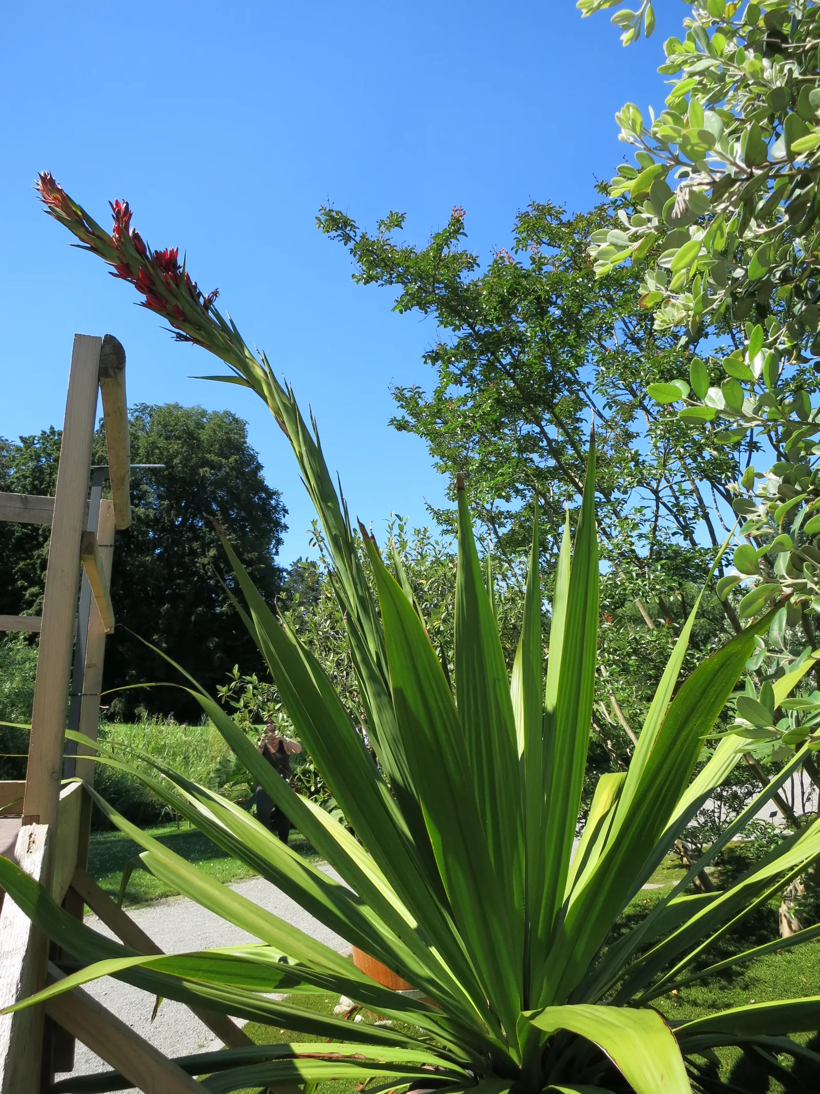 Spear Lily (Doryanthes Palmeri) — Adorning this spike are hundreds of vibrant red flowers
