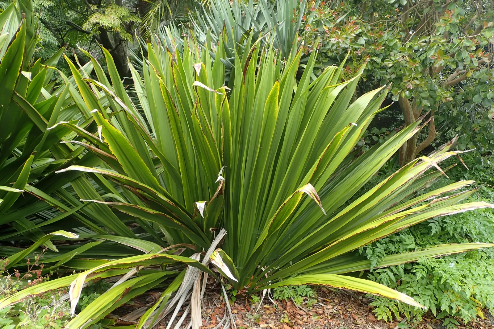 Spear Lily (Doryanthes Palmeri) — Originating from Australia; sword-like leaves that can reach impressive lengths of up to 10 feet