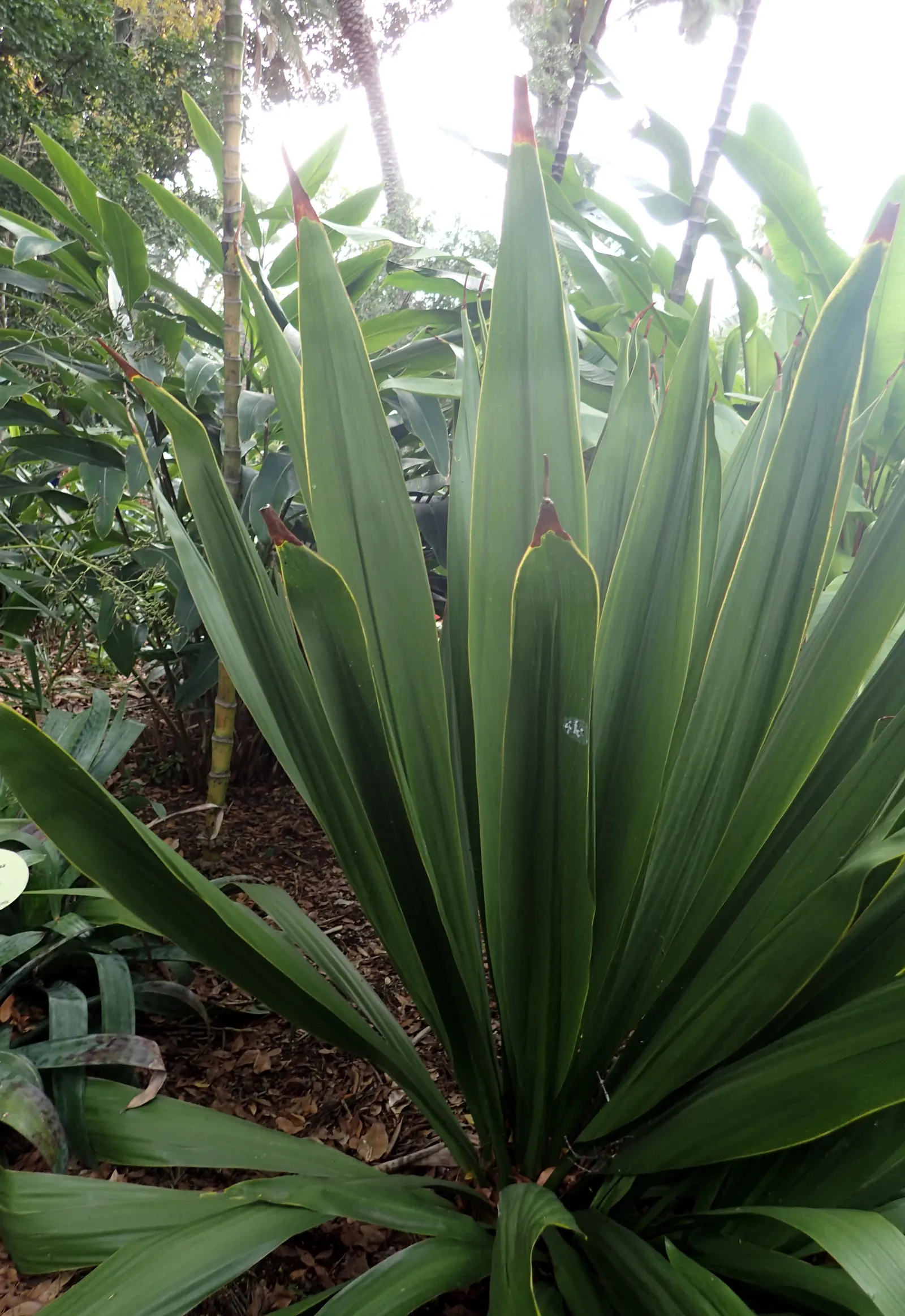 Spear Lily (Doryanthes Palmeri) — shoots up from the center of the foliage; fiery spectacle that attracts various pollinators
