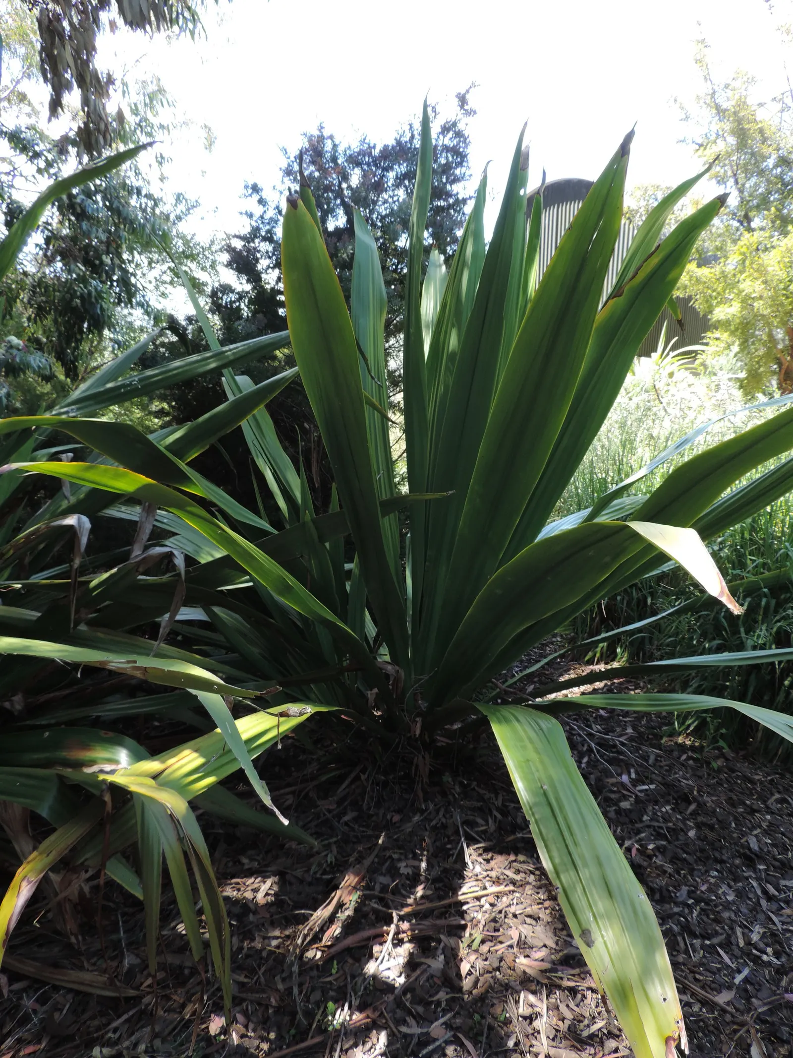 Spear Lily (Doryanthes Palmeri) — scientific name Doryanthes palmeri; red flowers in the garden