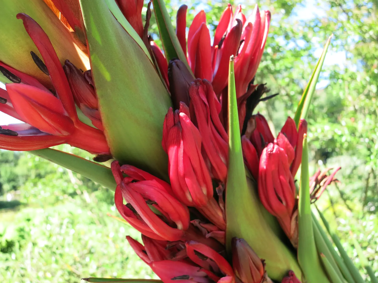 Spear Lily (Doryanthes Palmeri) — this plant showcases towering flower spikes