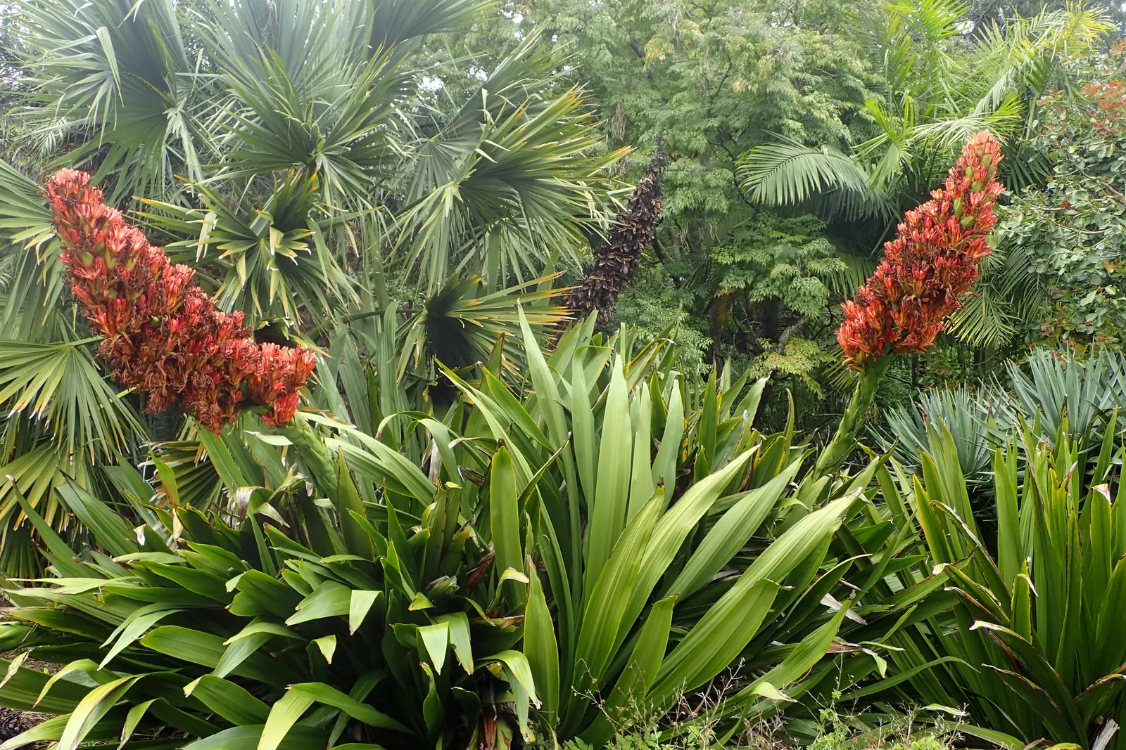 Spear Lily (Doryanthes Palmeri) — preferring well-draining soil and full sunlight to partial shade