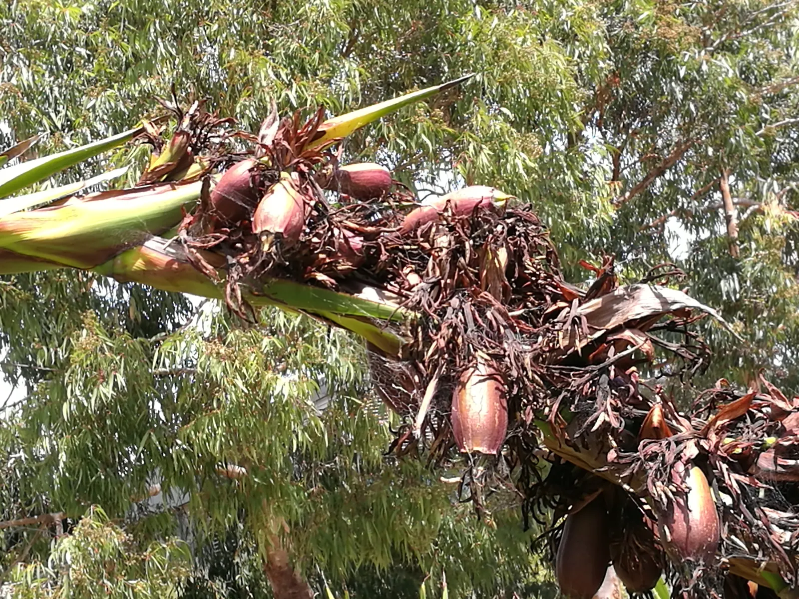 Spear Lily (Doryanthes Palmeri) — each up to 4 inches in diameter; suited for USDA zones 9-11, it thrives in full sun to part shade and demands well-drained