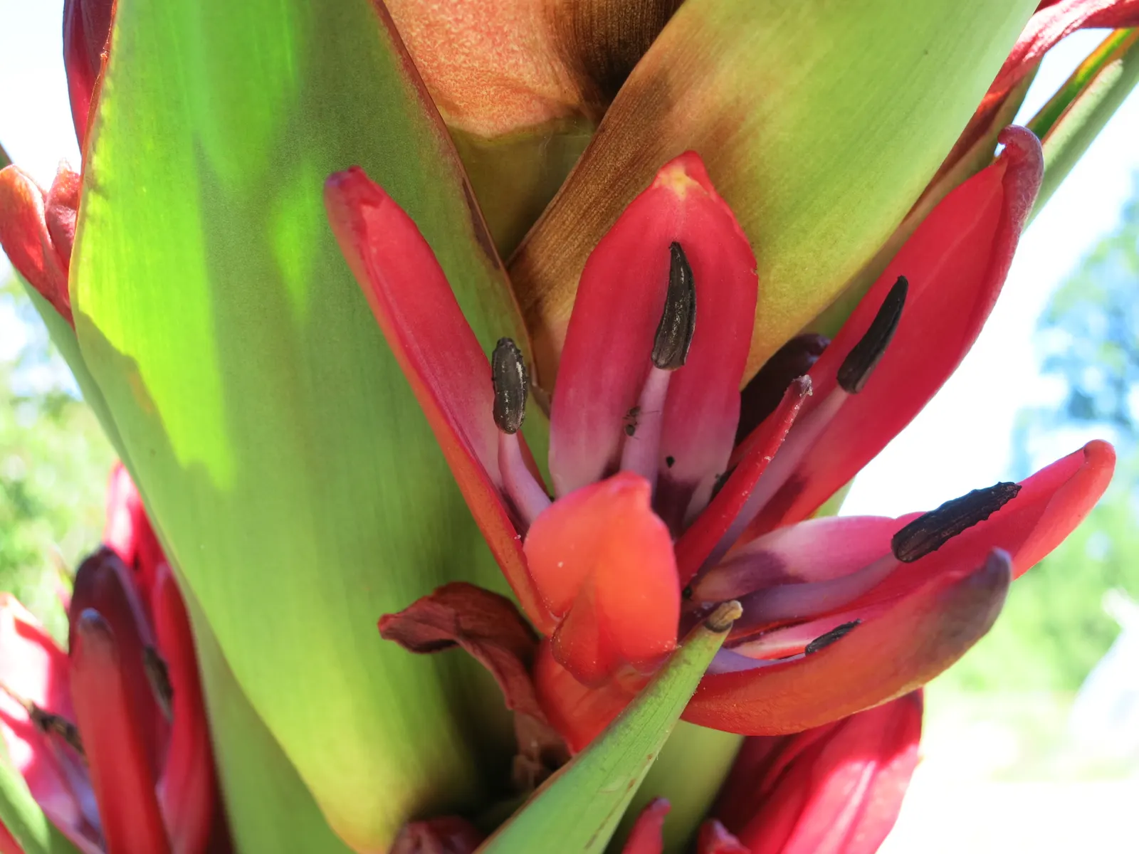 Spear Lily (Doryanthes Palmeri) — Suited for USDA zones 9-11, it thrives in full sun to part shade and demands well-drained soil