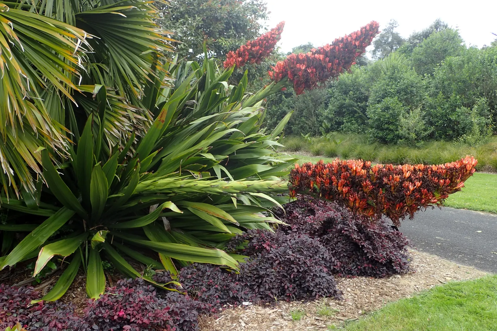 Spear Lily (Doryanthes Palmeri) — red flowers in the garden