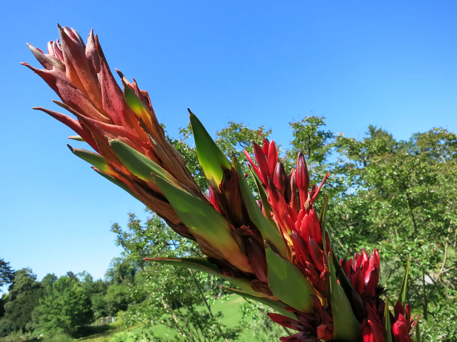 Spear Lily (Doryanthes Palmeri) — including birds and insects.<br><br>Thriving in USDA zones 9 to 11; the Spear Lily is fairly low-maintenance