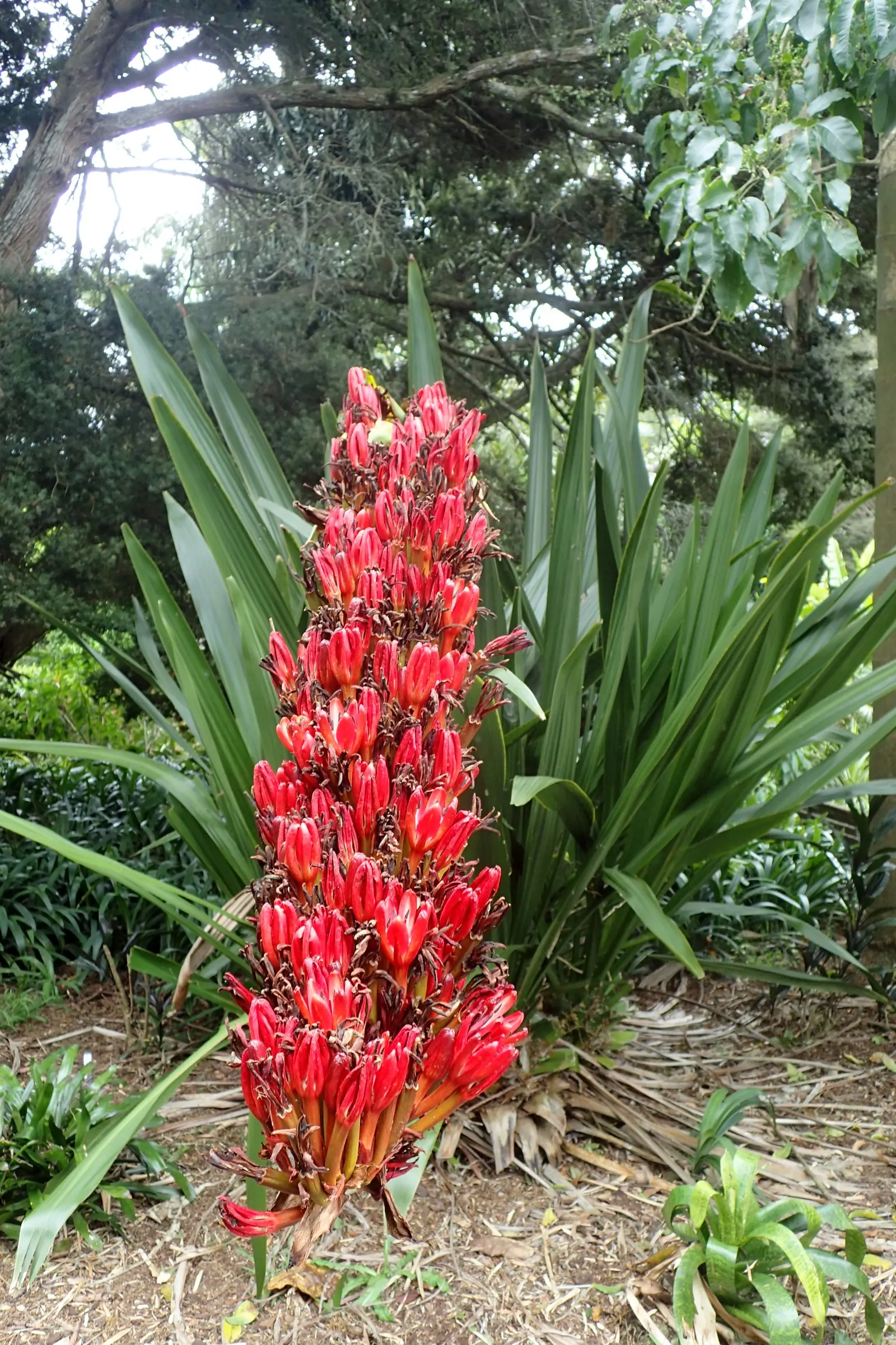Spear Lily (Doryanthes Palmeri) — fiery spectacle that attracts various pollinators
