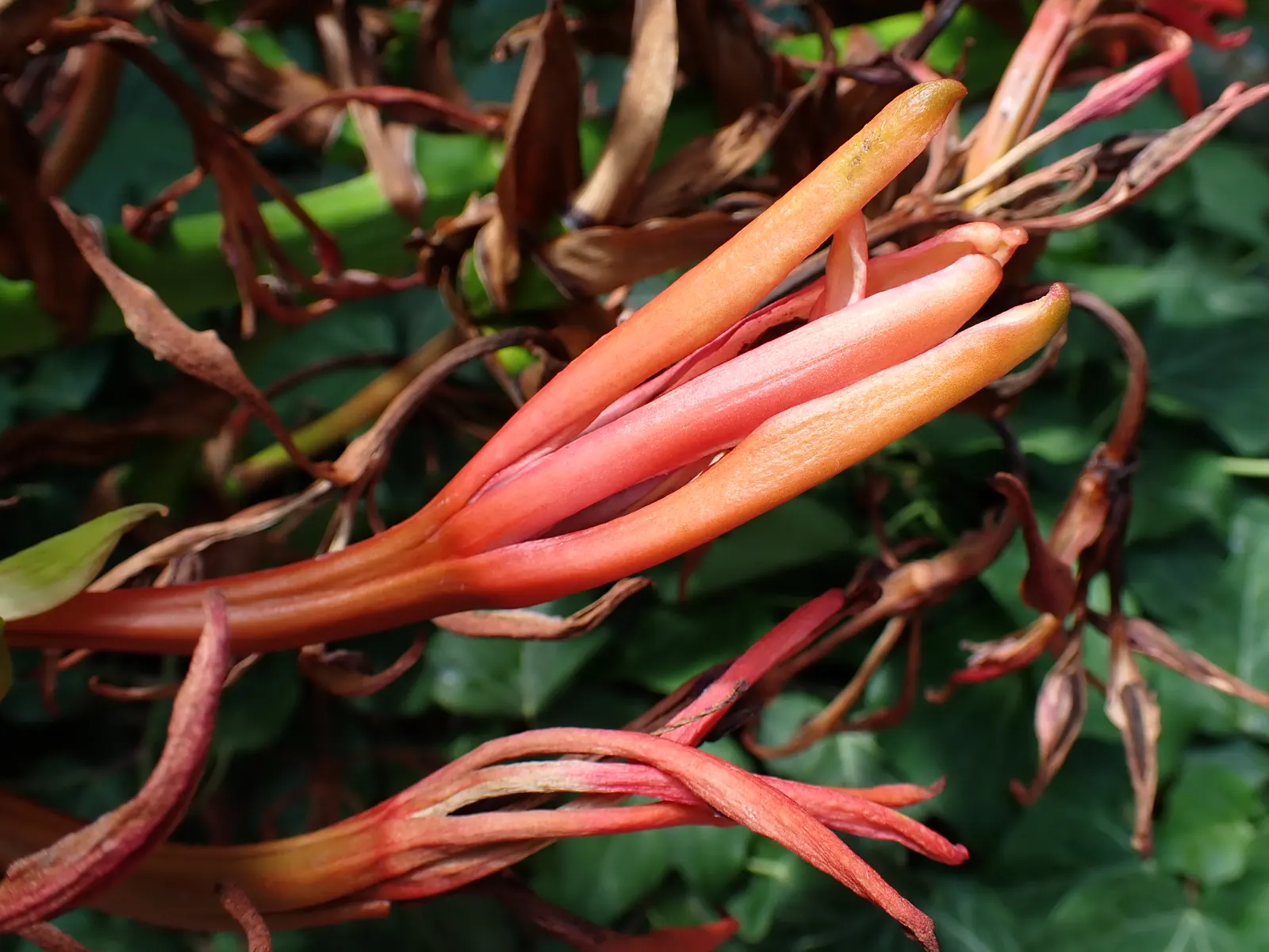 Spear Lily (Doryanthes Palmeri) — sword-like leaves that can reach impressive lengths of up to 10 feet; originating from Australia