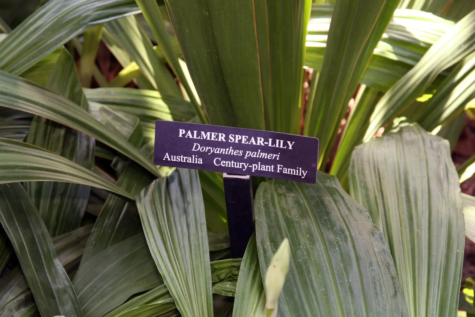 Spear Lily (Doryanthes Palmeri) — this plant commands attention with its robust