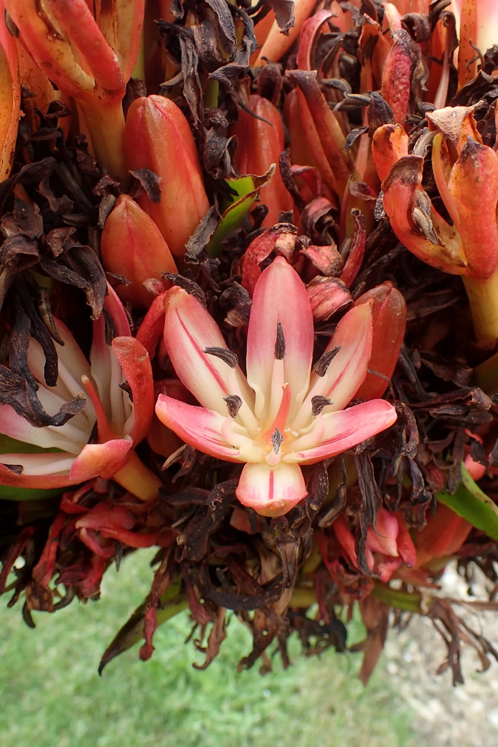 Spear Lily (Doryanthes Palmeri) — which can grow up to 16 feet in height; standing tall in the landscape