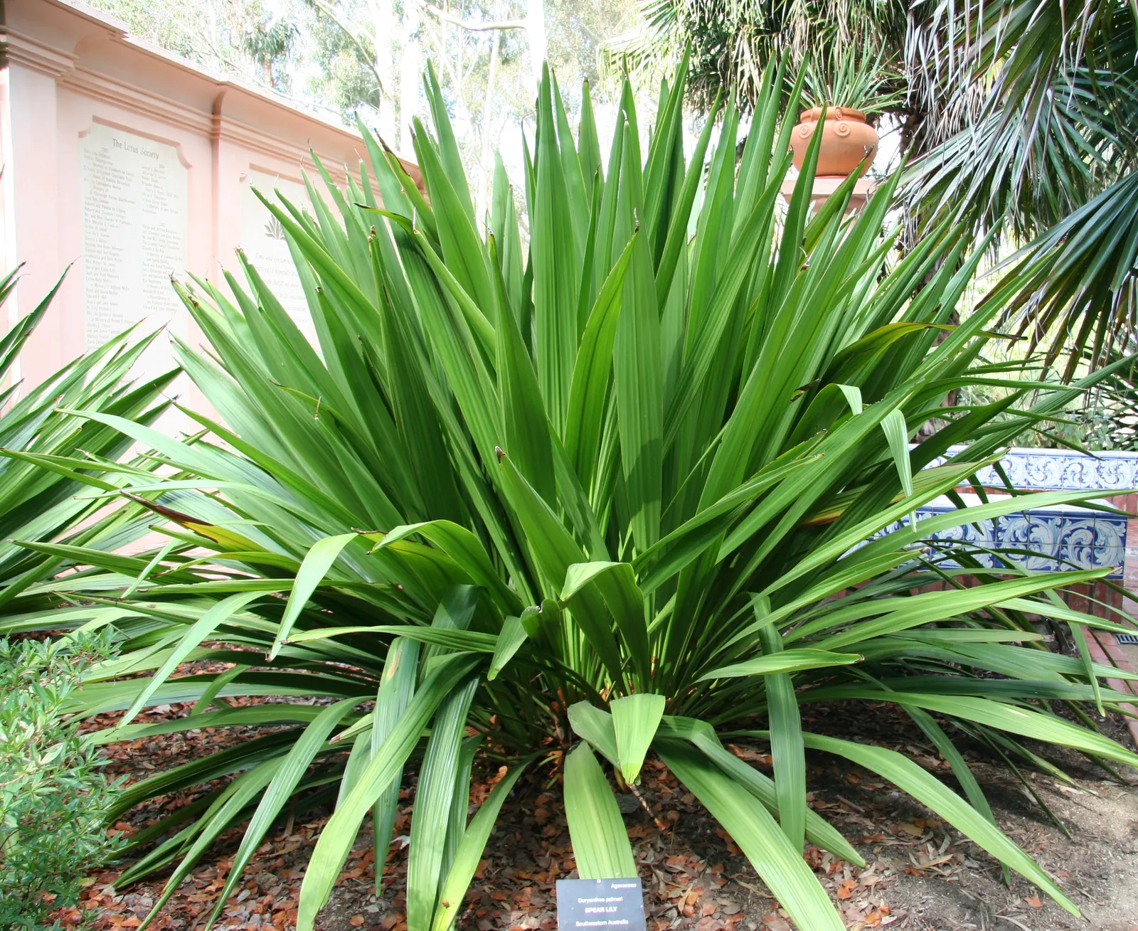 Spear Lily (Doryanthes Palmeri) — is a stunning herbaceous perennial native to the eastern coastal regions of Australia; its long, sword-like leaves can extend