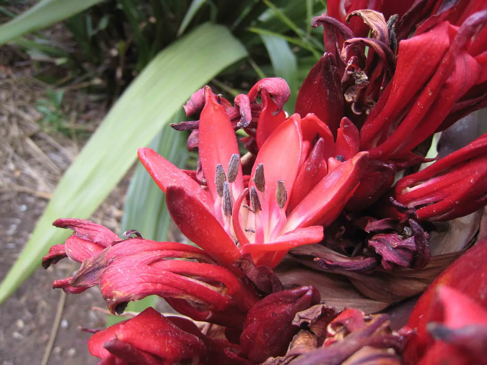 Spear Lily (Doryanthes Palmeri) — the Spear Lily is fairly low-maintenance