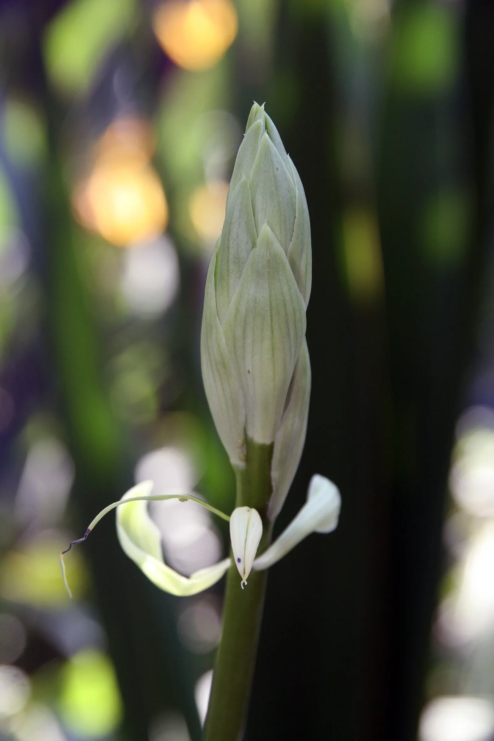 Spear Lily (Doryanthes Palmeri) — Standing tall in the landscape