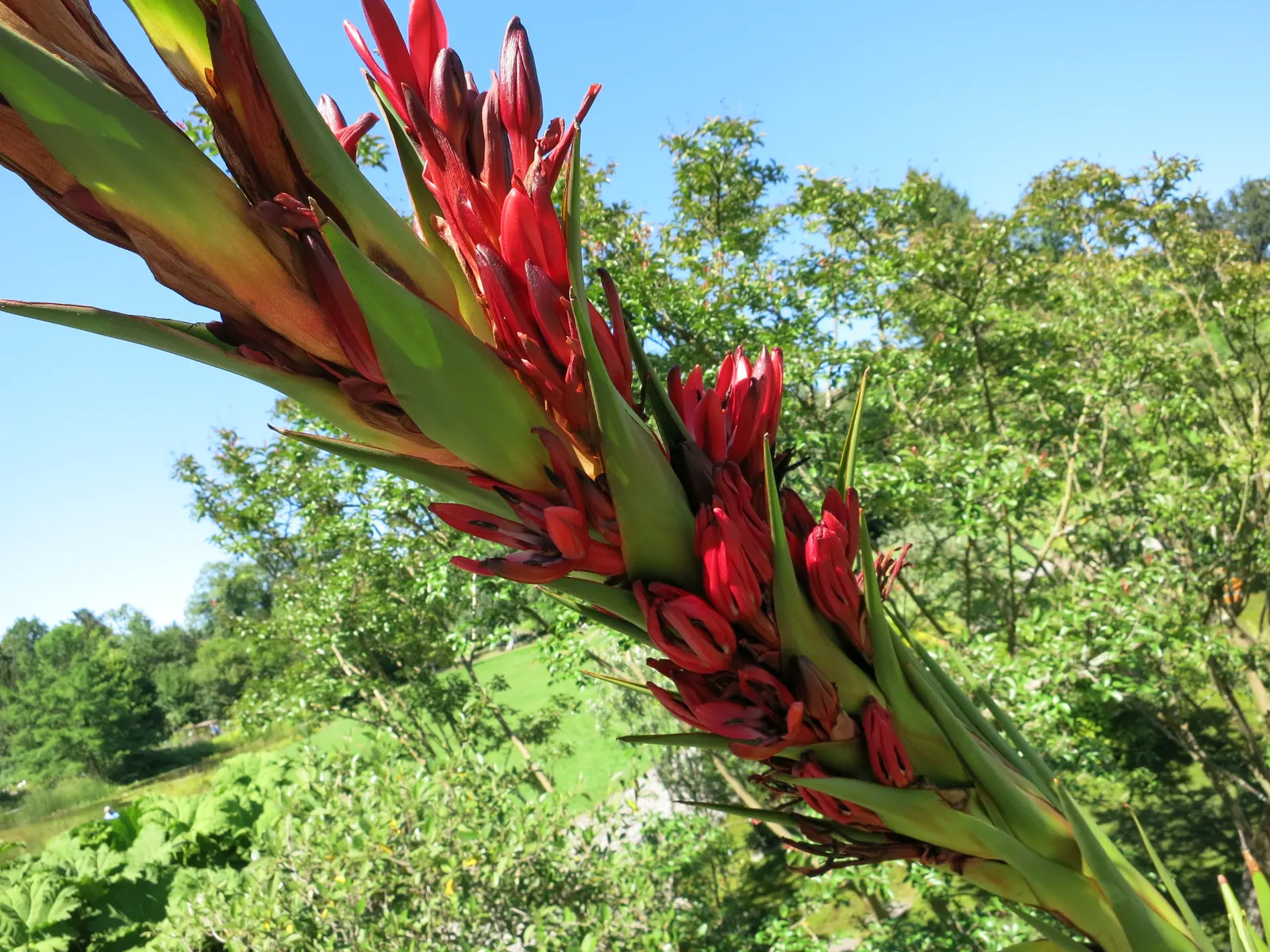 Spear Lily (Doryanthes Palmeri) — is a stunning herbaceous perennial native to the eastern coastal regions of Australia