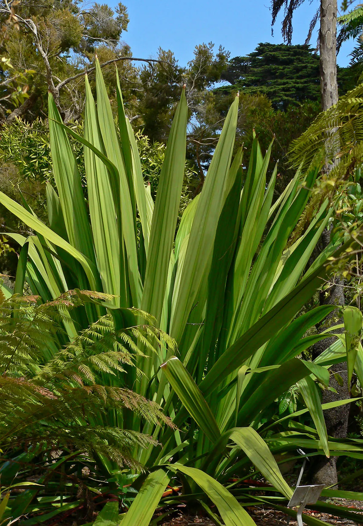 Spear Lily (Doryanthes Palmeri) — this plant commands attention with its robust; preferring well-draining soil and full sunlight to partial shade