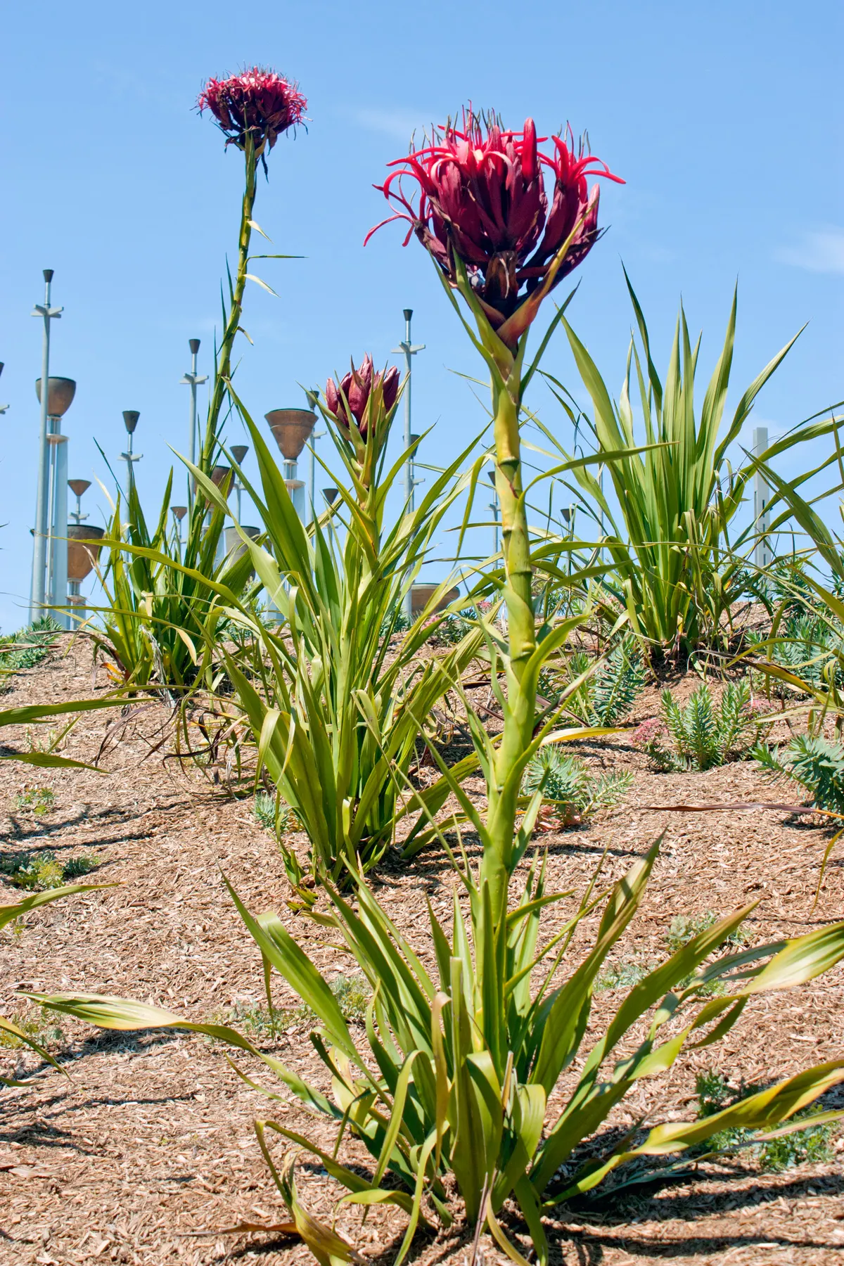 Spear Lily (Doryanthes Palmeri) — including birds and insects.<br><br>Thriving in USDA zones 9 to 11