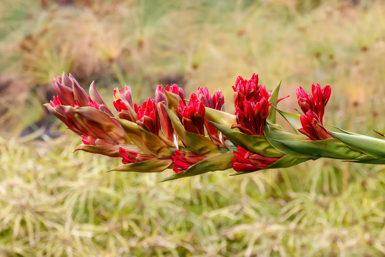 Spear Lily (Doryanthes Palmeri) — The Spear Lily, or Doryanthes palmeri, is an imposing perennial adding dramatic flair to landscapes