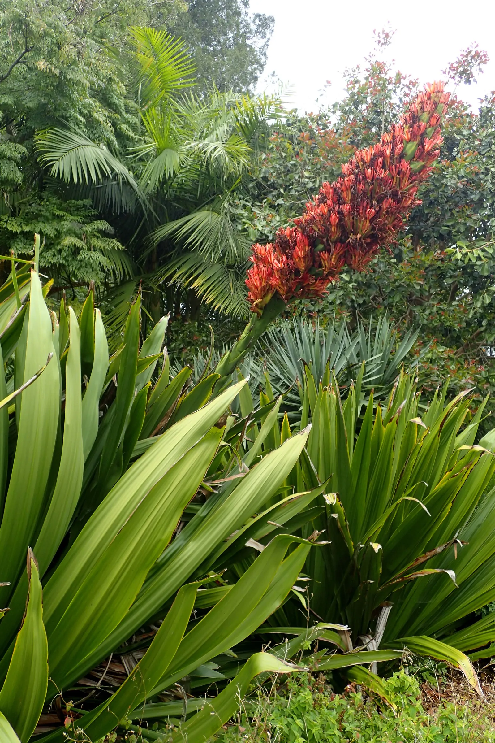 Spear Lily (Doryanthes Palmeri) — sword-like leaves that can reach impressive lengths of up to 10 feet