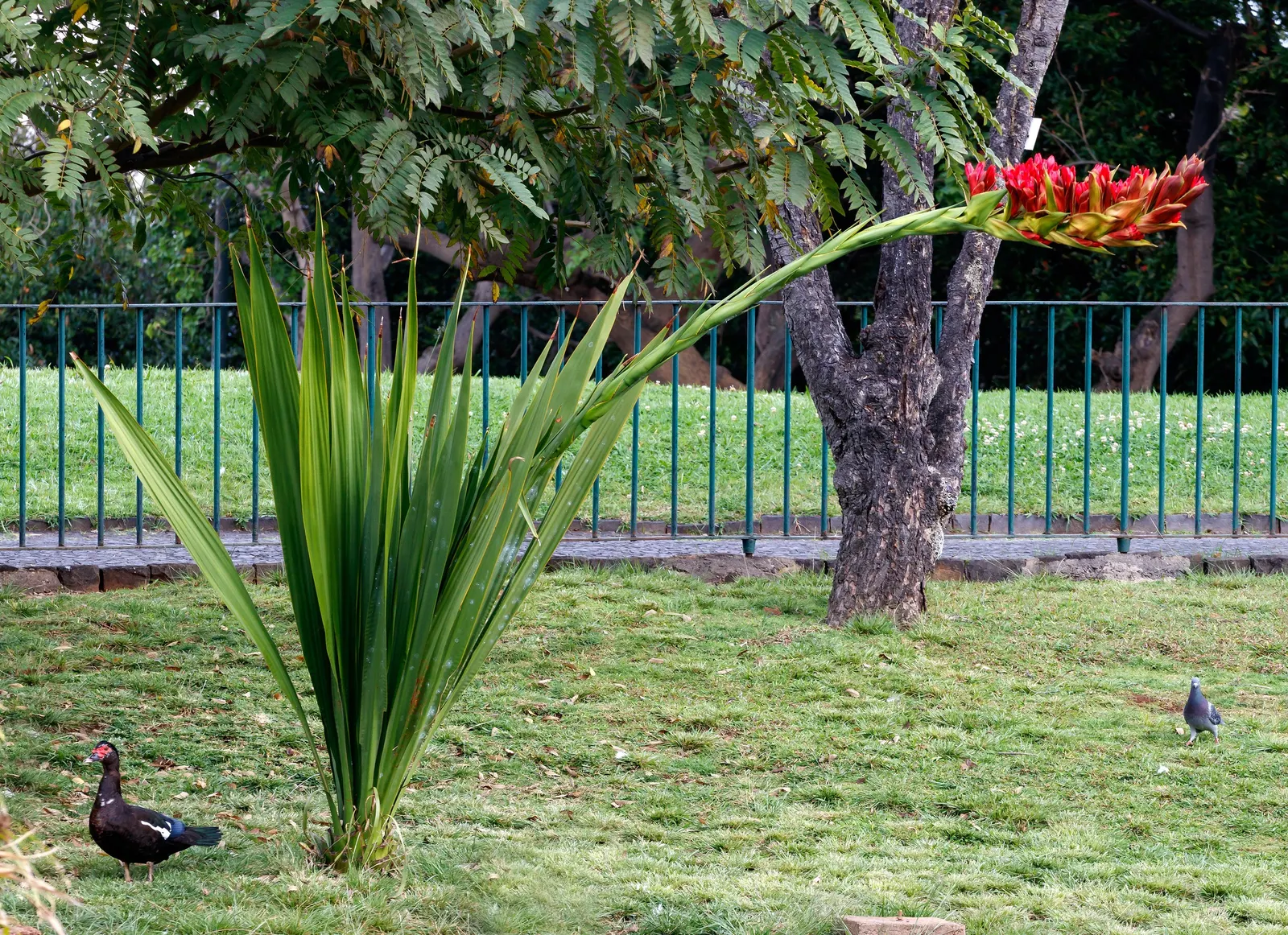 Spear Lily (Doryanthes Palmeri) — this plant showcases towering flower spikes; doryanthes palmeri has proven to be adaptable
