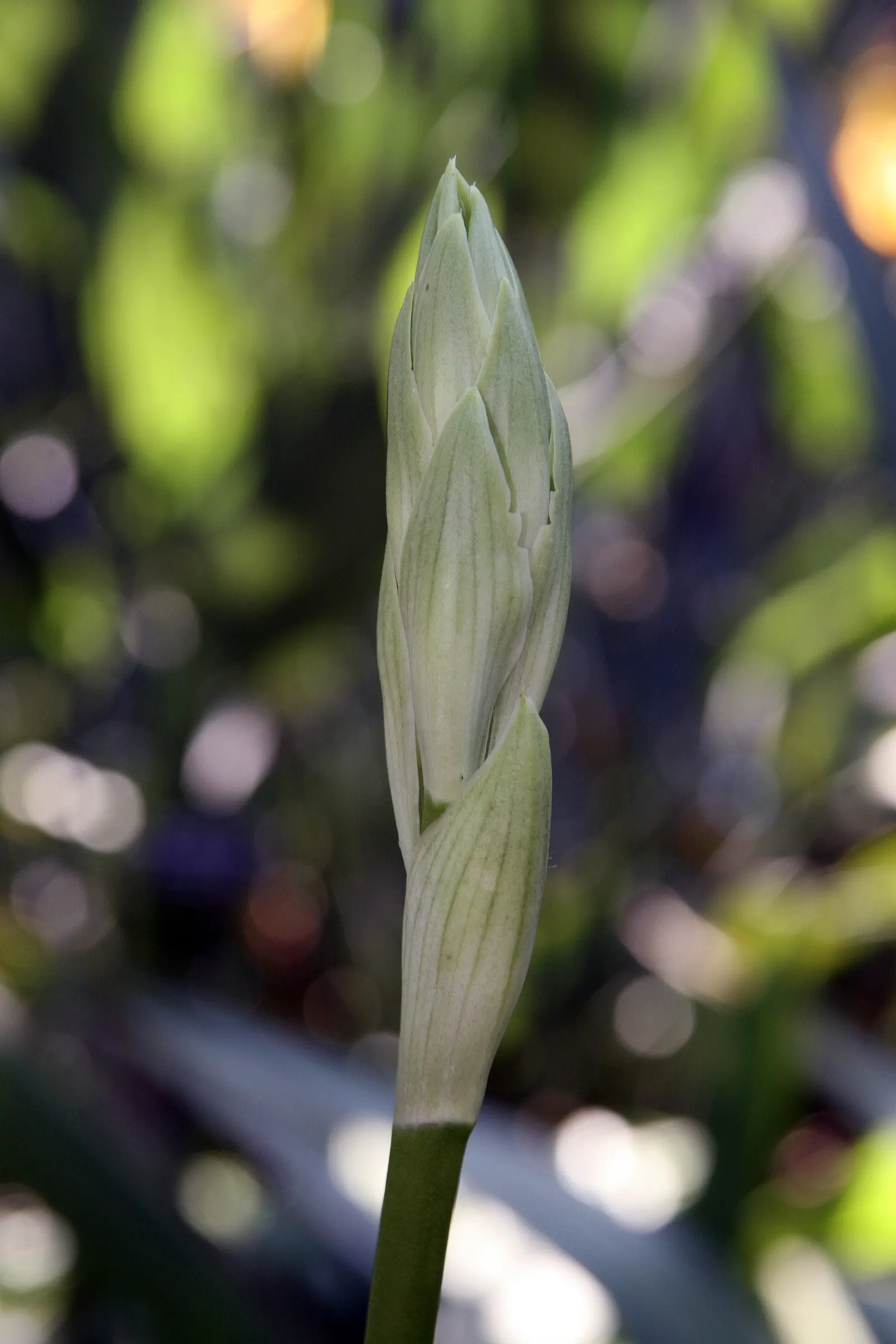 Spear Lily (Doryanthes Palmeri) — shoots up from the center of the foliage