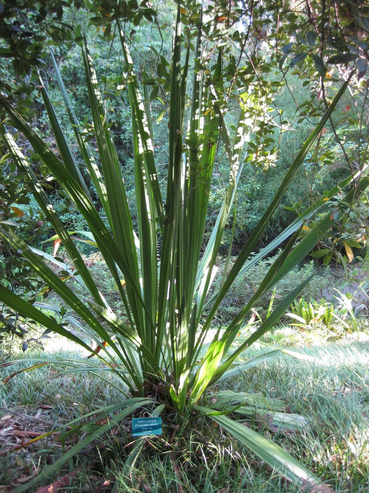 Spear Lily (Doryanthes Palmeri) — succulent for full or half