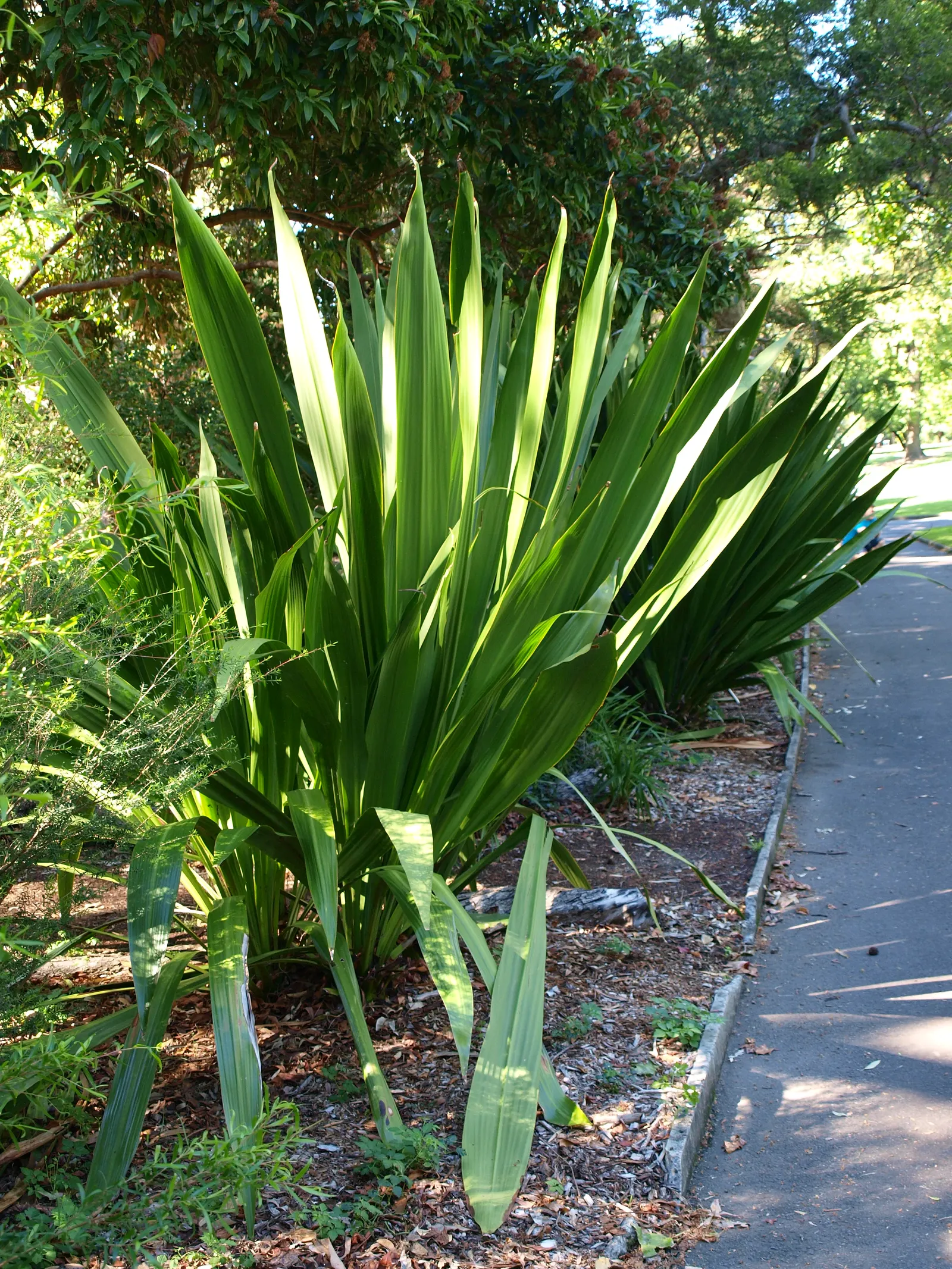Spear Lily (Doryanthes Palmeri) — Adorning this spike are hundreds of vibrant red flowers; succulent with red blooms