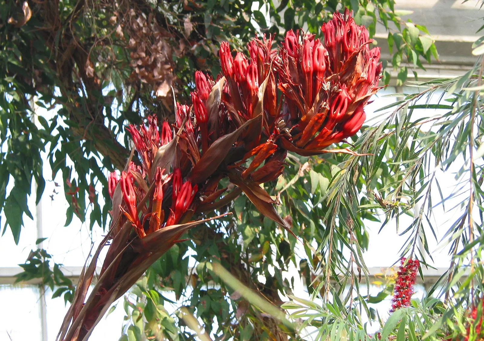 Spear Lily (Doryanthes Palmeri) — Standing tall in the landscape; which can grow up to 16 feet in height