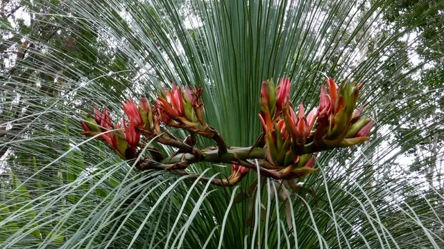 Spear Lily (Doryanthes Palmeri) — and can withstand occasional light frosts
