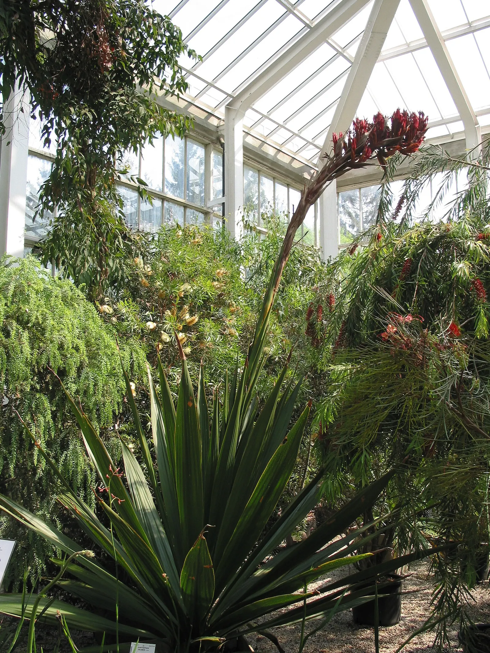 Spear Lily (Doryanthes Palmeri) — Doryanthes palmeri has proven to be adaptable