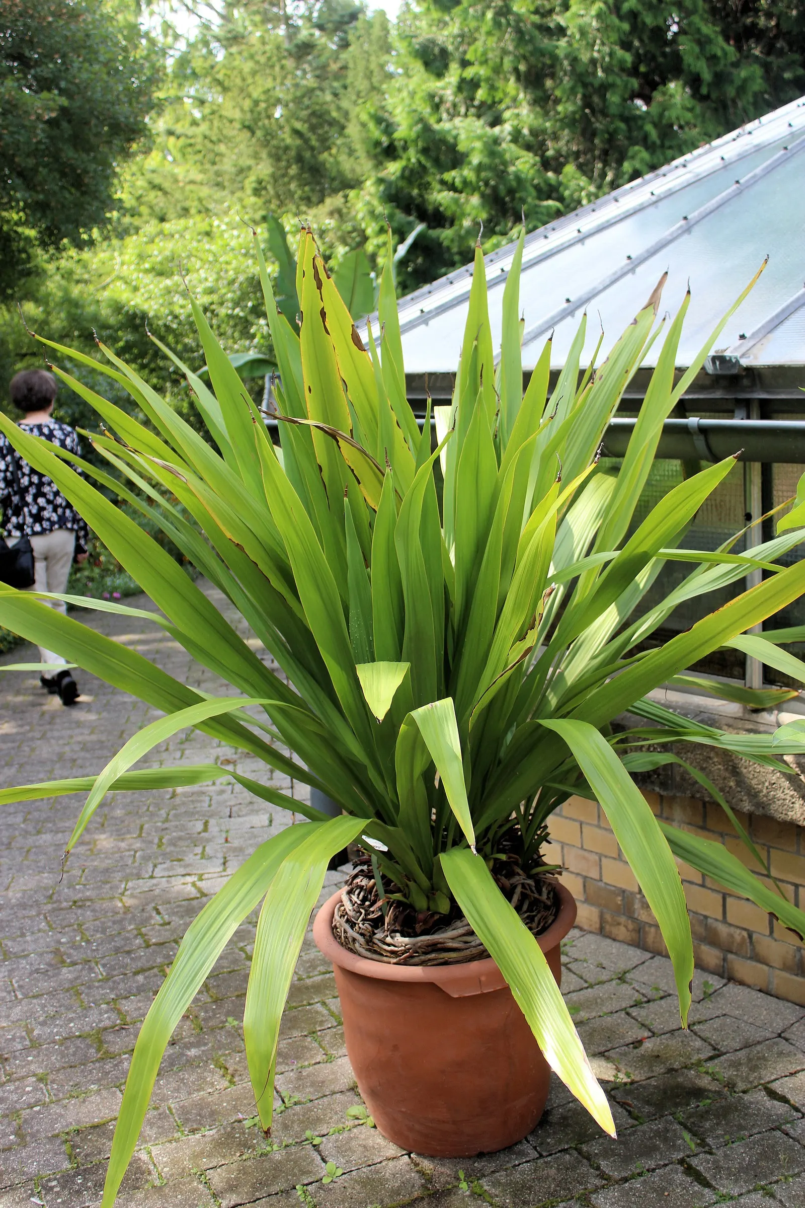 Spear Lily (Doryanthes Palmeri) — Suited for USDA zones 9-11, it thrives in full sun to part shade and demands well-drained soil; each up to 4 inches in