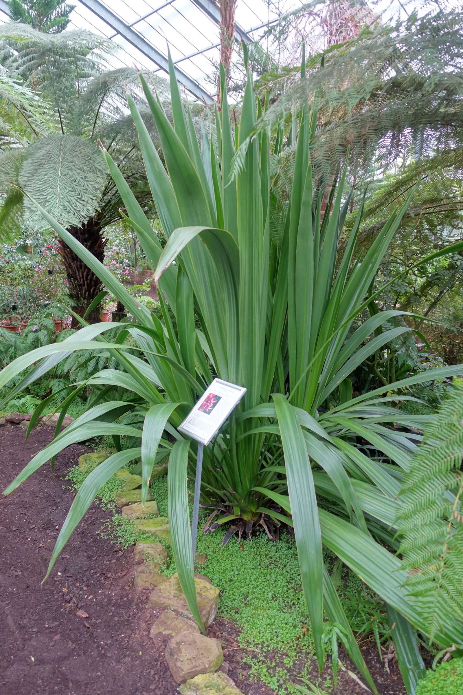 Spear Lily (Doryanthes Palmeri) — Originating from Australia