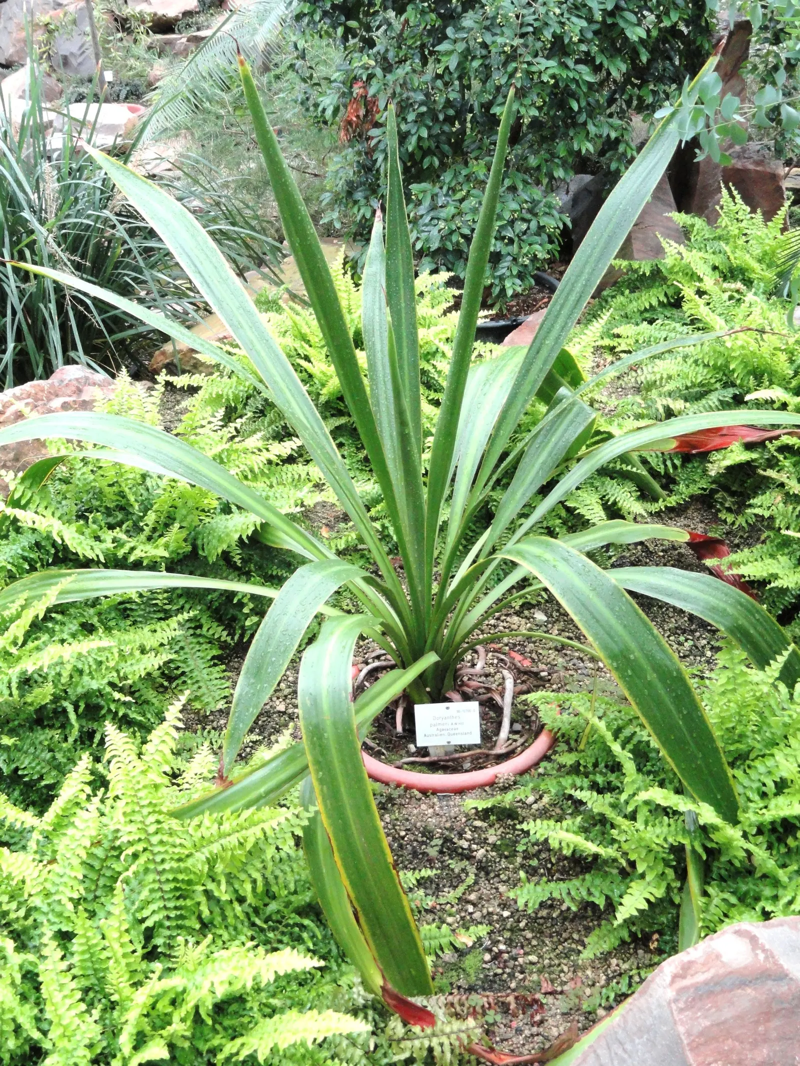 Spear Lily (Doryanthes Palmeri) — The Spear Lily, or Doryanthes palmeri, is an imposing perennial adding dramatic flair to landscapes; topped with vibrant red