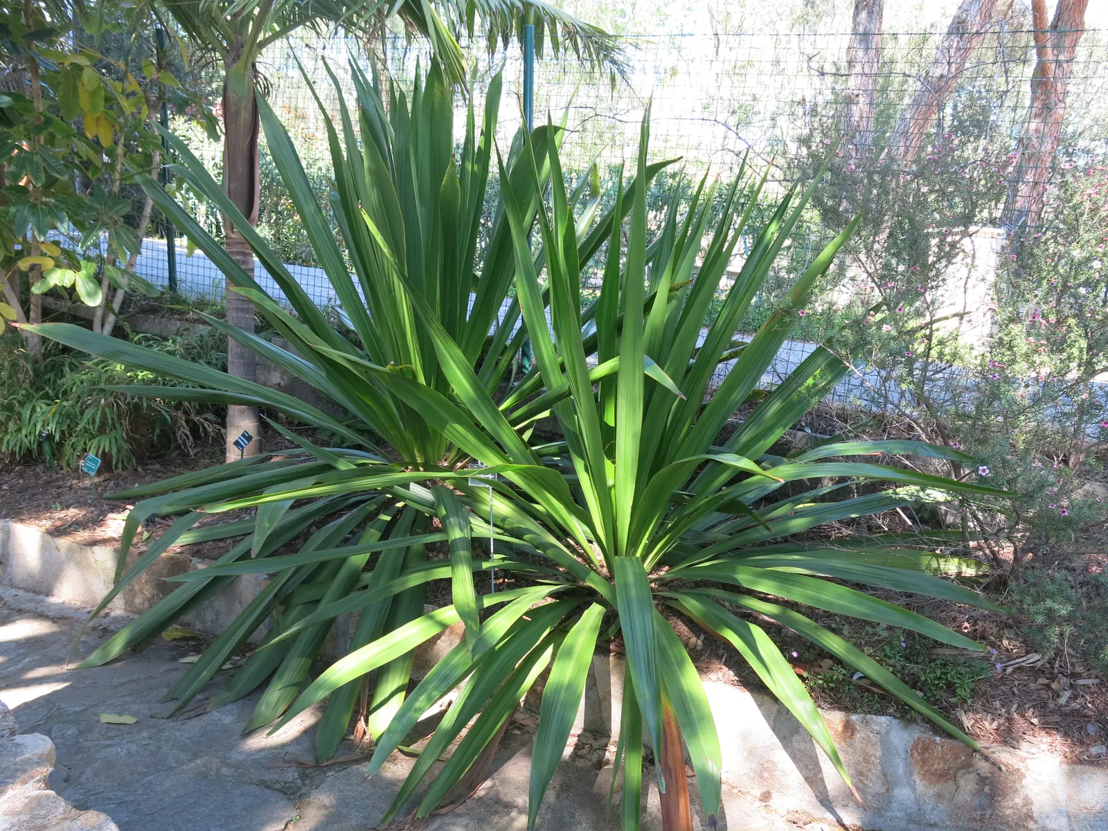 Spear Lily (Doryanthes Palmeri) — which can grow up to 16 feet in height