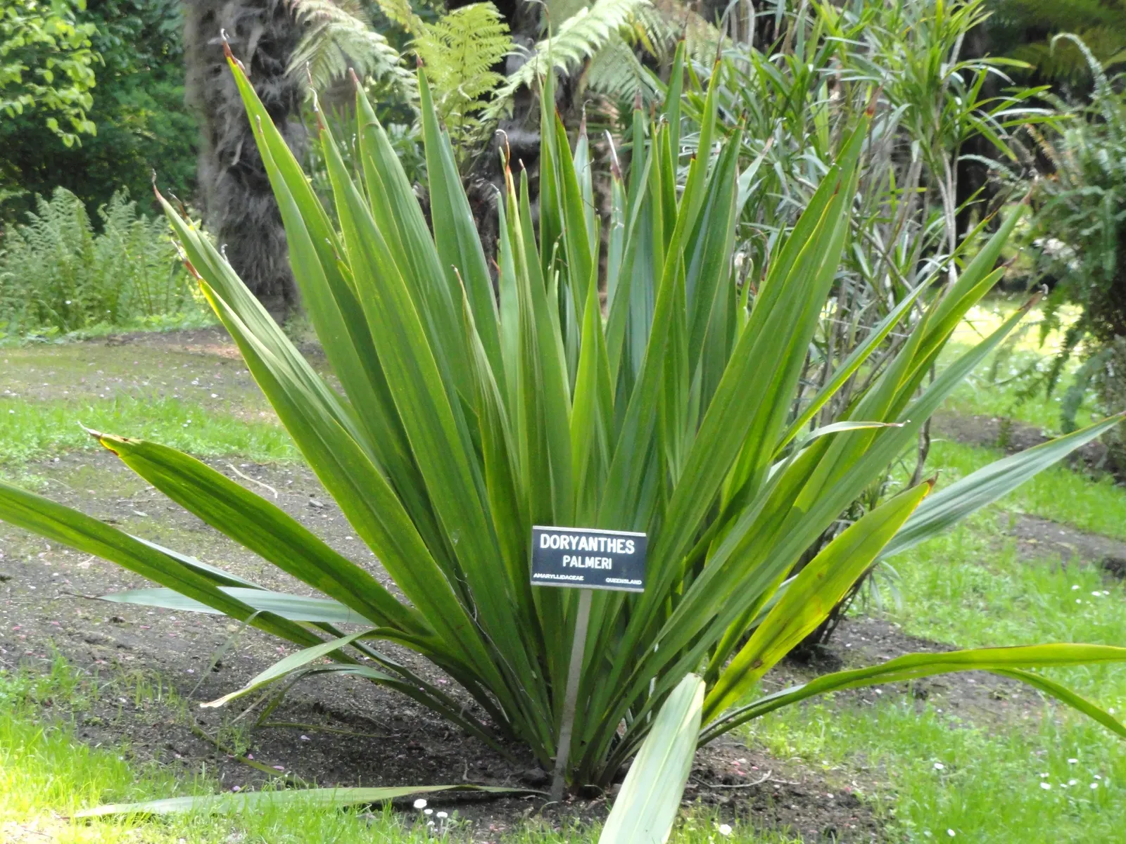 Spear Lily (Doryanthes Palmeri) — scientific name Doryanthes palmeri