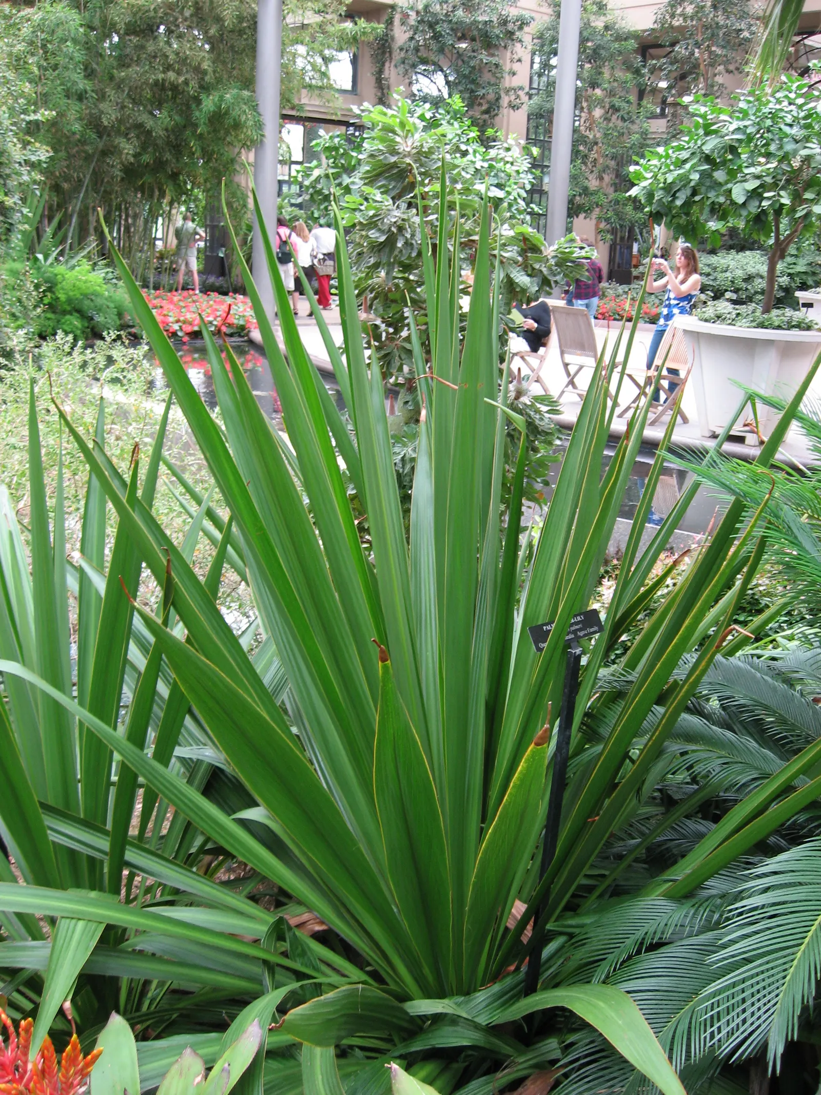 Spear Lily (Doryanthes Palmeri) — each up to 4 inches in diameter