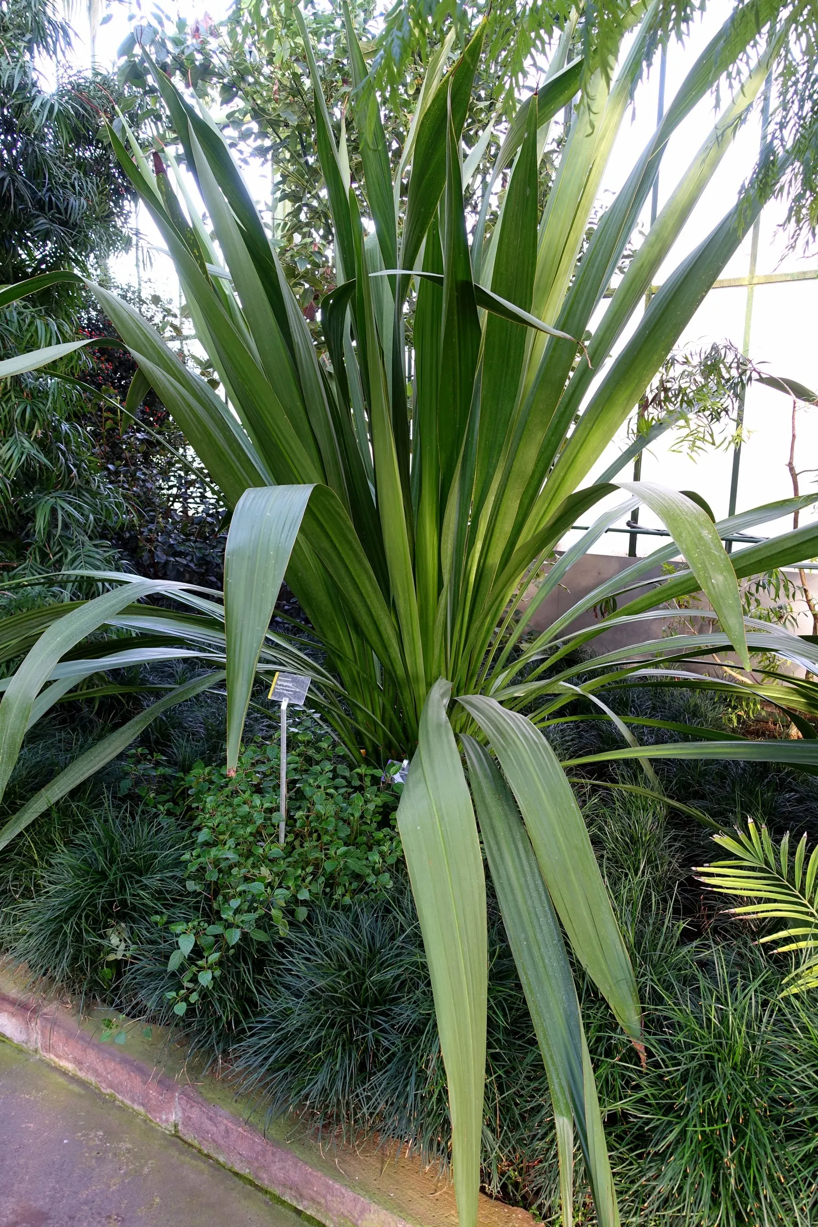 Spear Lily (Doryanthes Palmeri) — Its long, sword-like leaves can extend to 10 feet in length, forming large, rosette arrangements; is a stunning herbaceous