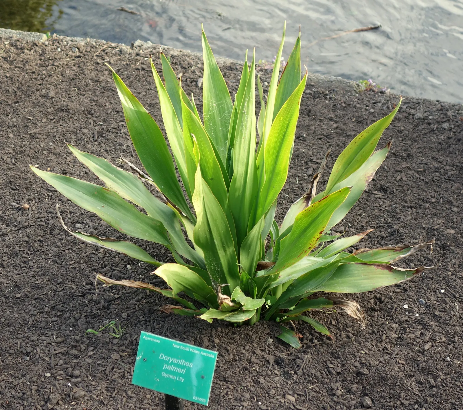Spear Lily (Doryanthes Palmeri) — Its long, sword-like leaves can extend to 10 feet in length, forming large, rosette arrangements