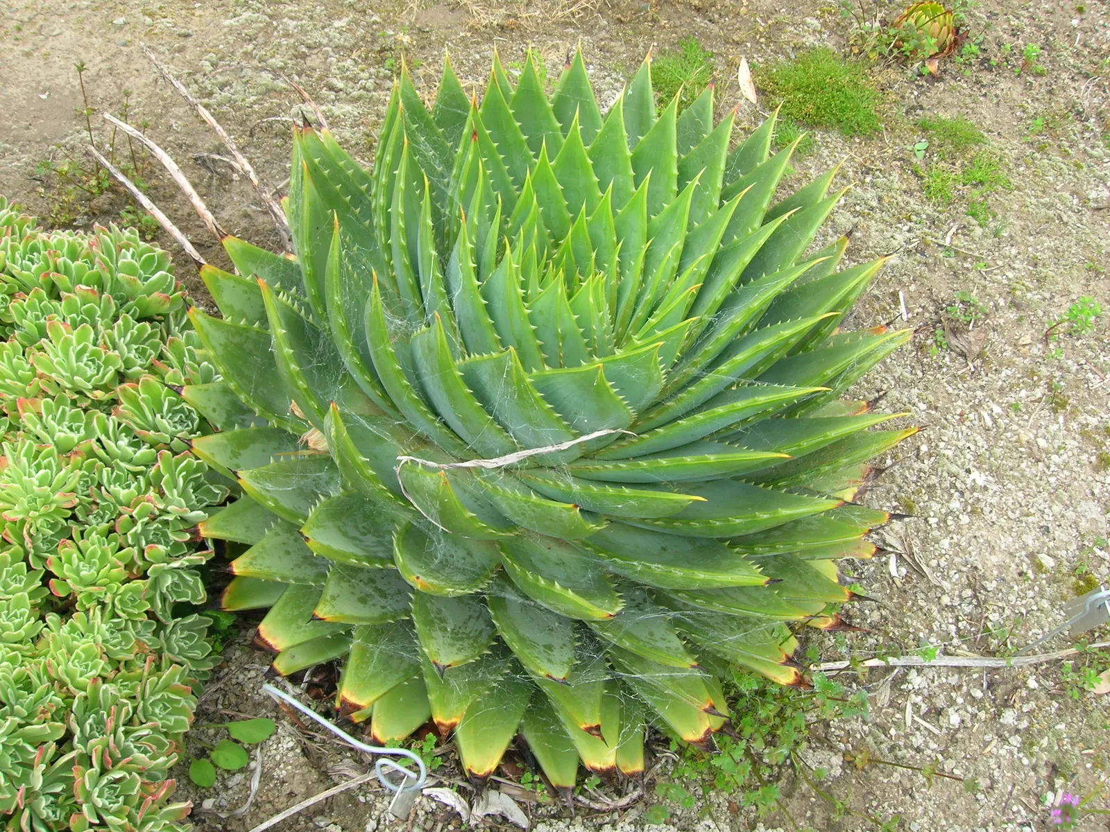 Spiral Aloe (Aloe Polyphylla) — is a truly distinctive and striking succulent prized for its mesmerizing symmetrical foliage arrangement; while it is tolerant