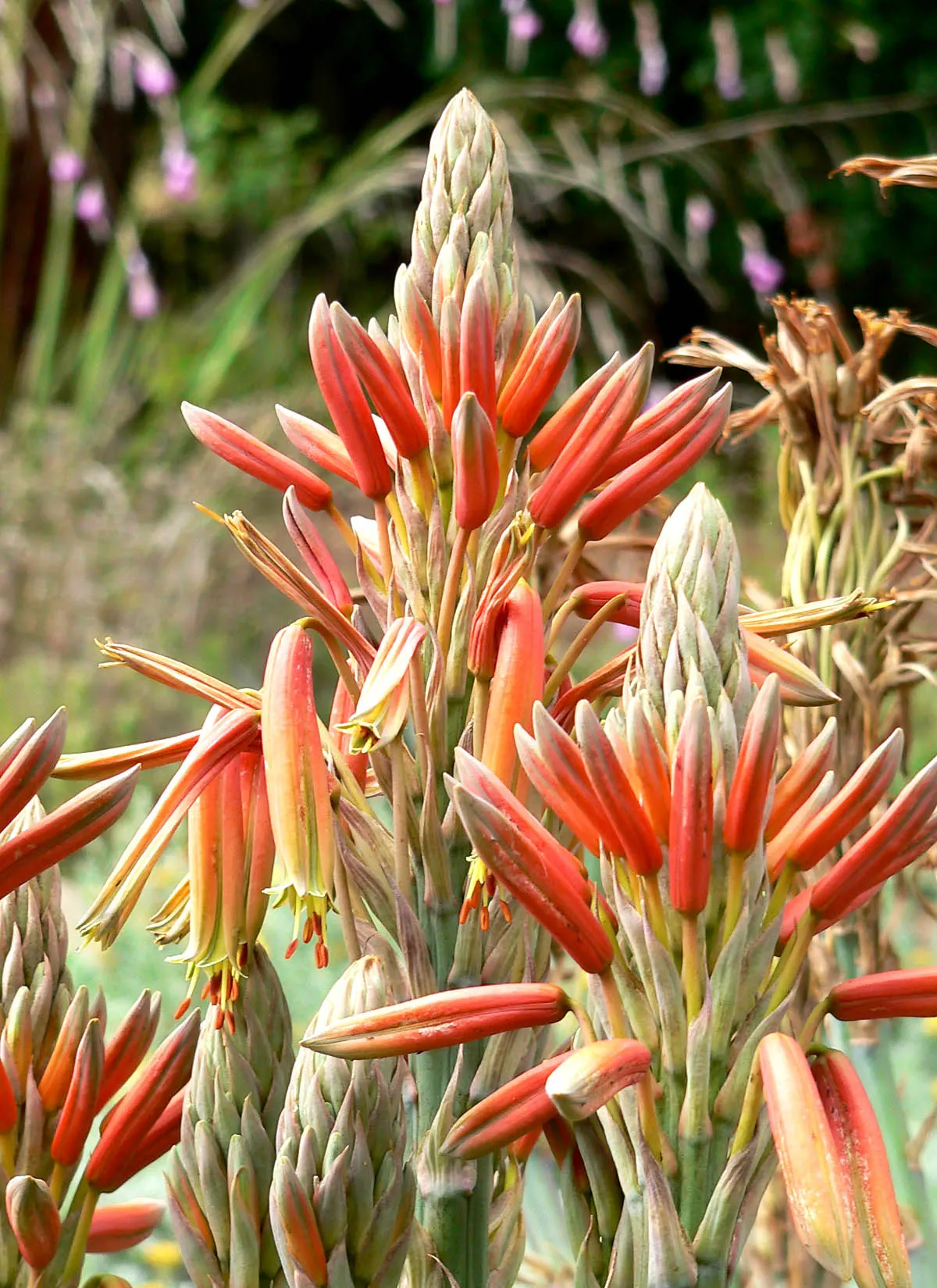 Spiral Aloe (Aloe Polyphylla) — is a truly distinctive and striking succulent prized for its mesmerizing symmetrical foliage arrangement