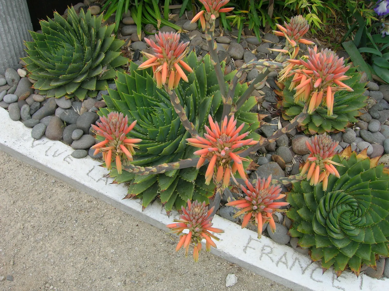 Spiral Aloe (Aloe Polyphylla) — While it is tolerant of cold; you'll appreciate its versatility and low maintenance