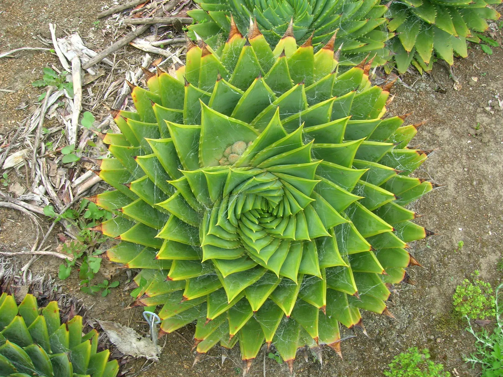 Spiral Aloe (Aloe Polyphylla) — forming a rosette that can grow up to 1 foot in diameter.<br><br>As a landscape architect; fleshy leaves that spiral either