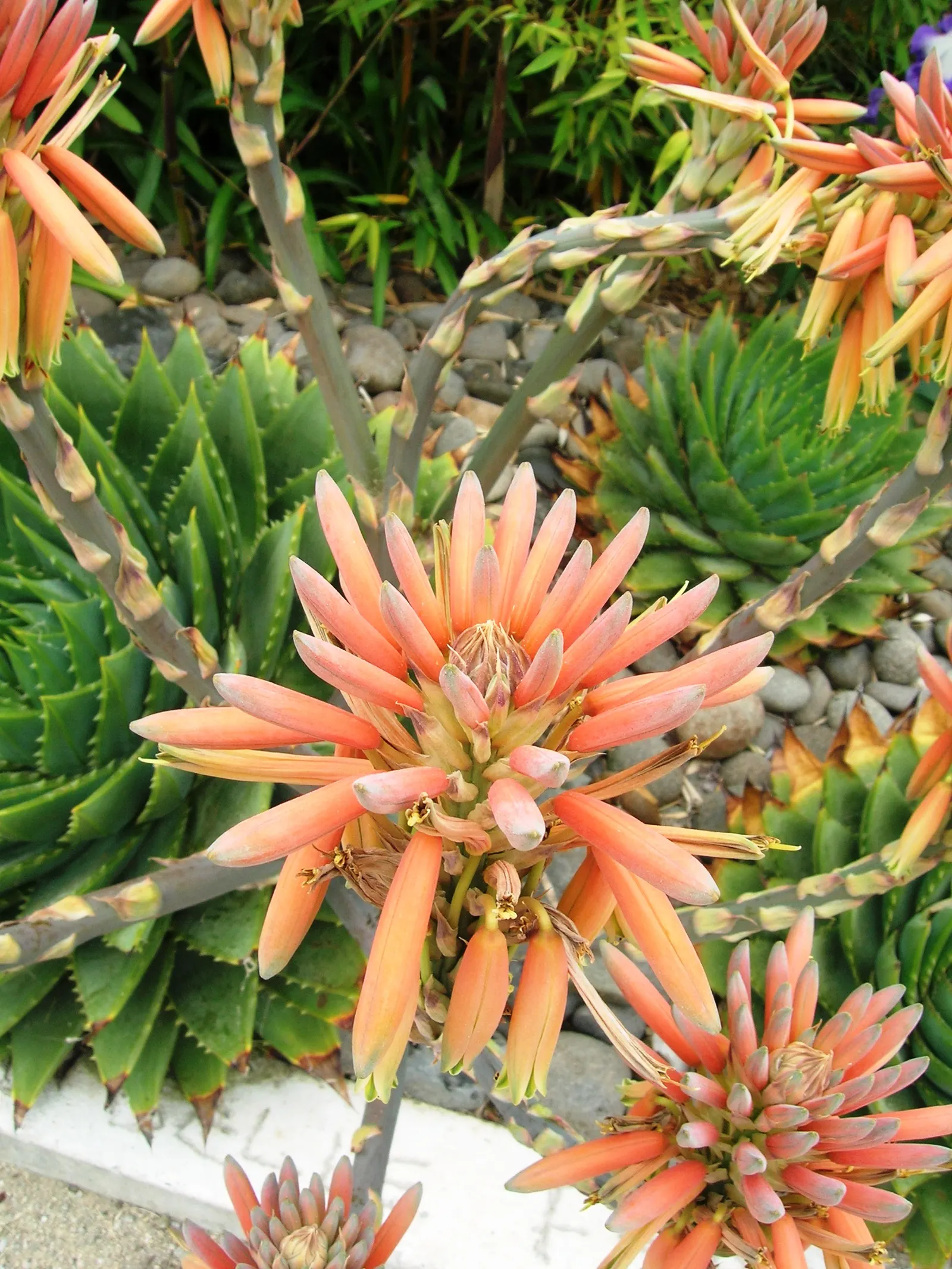 Spiral Aloe (Aloe Polyphylla) — This plant necessitates a well-draining soil composition to prevent root rot; it rarely blooms in cultivation