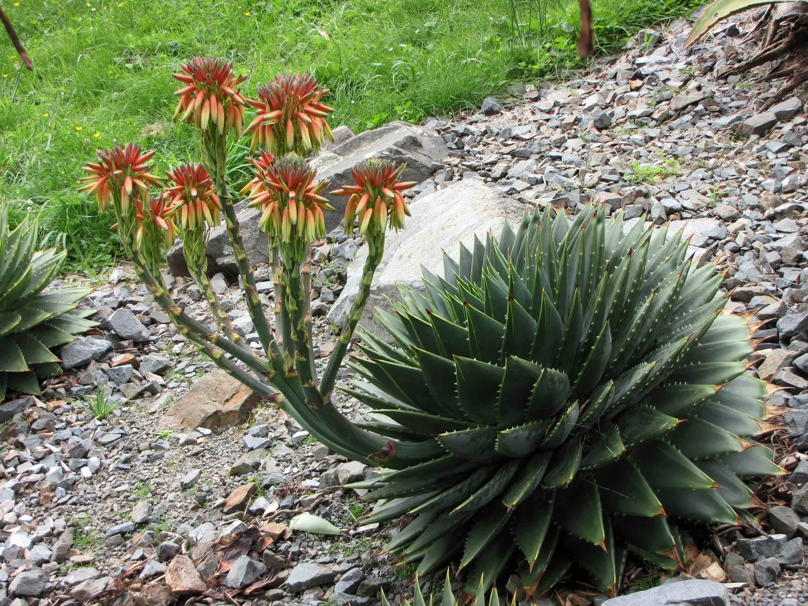 Spiral Aloe (Aloe Polyphylla) — red flowers in the garden