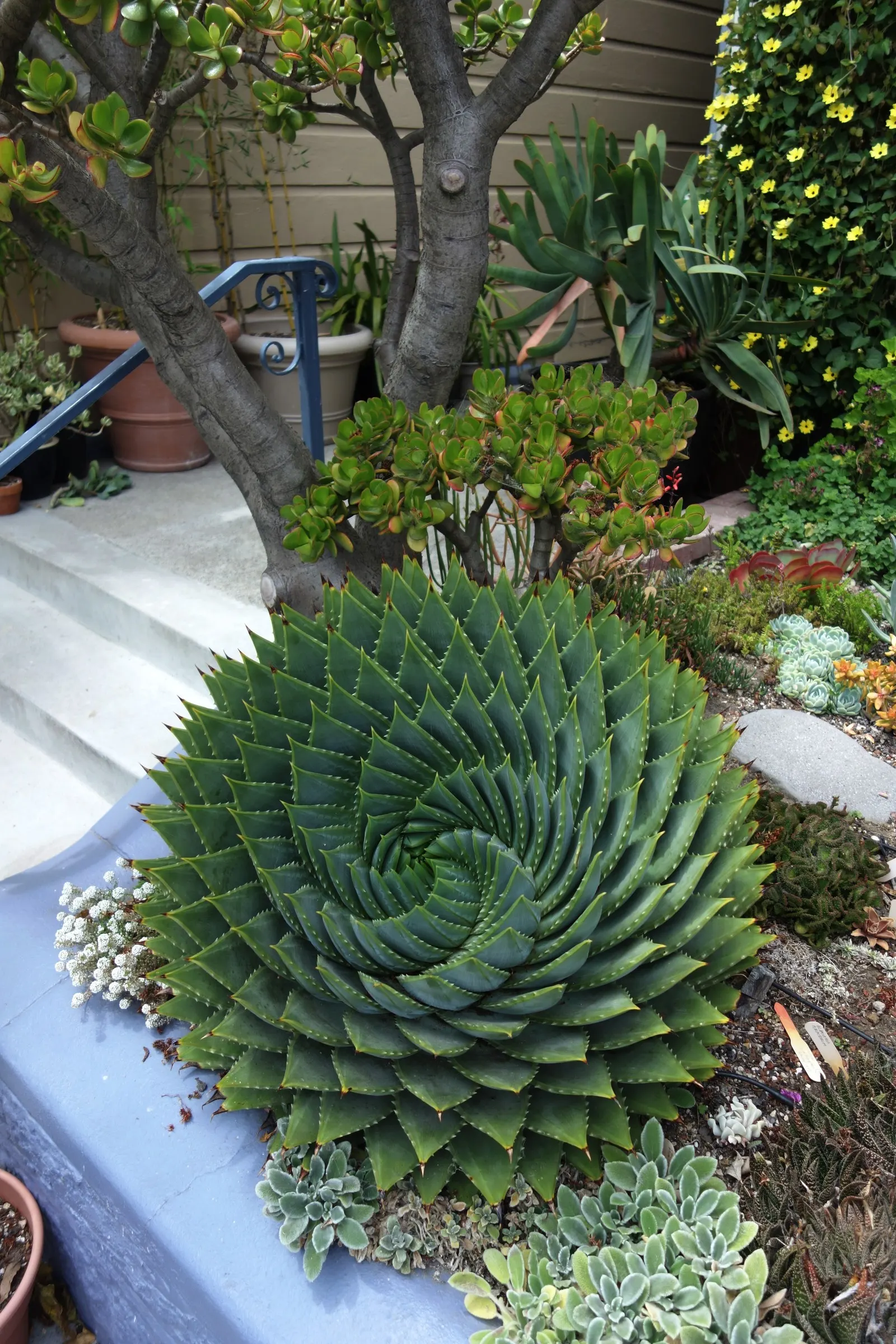 Spiral Aloe (Aloe Polyphylla) — succulent for full or half
