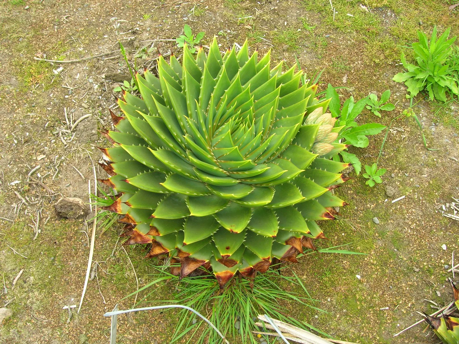 Spiral Aloe (Aloe Polyphylla) — This succulent's geometric spiral pattern is an exceptional focal point for rock gardens